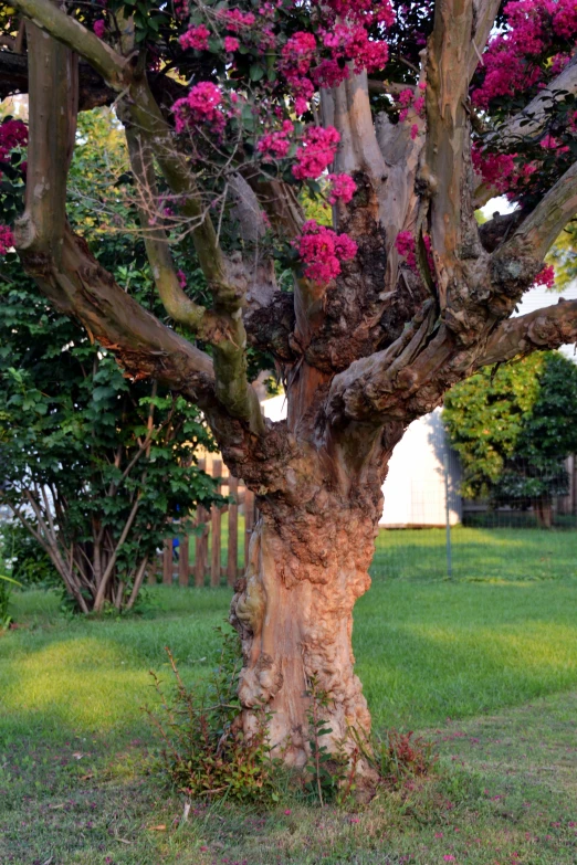 some pink flowers growing on the bark of a tree