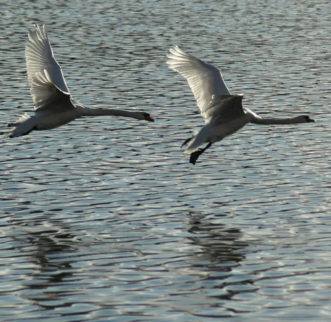 two birds are flying low over the water