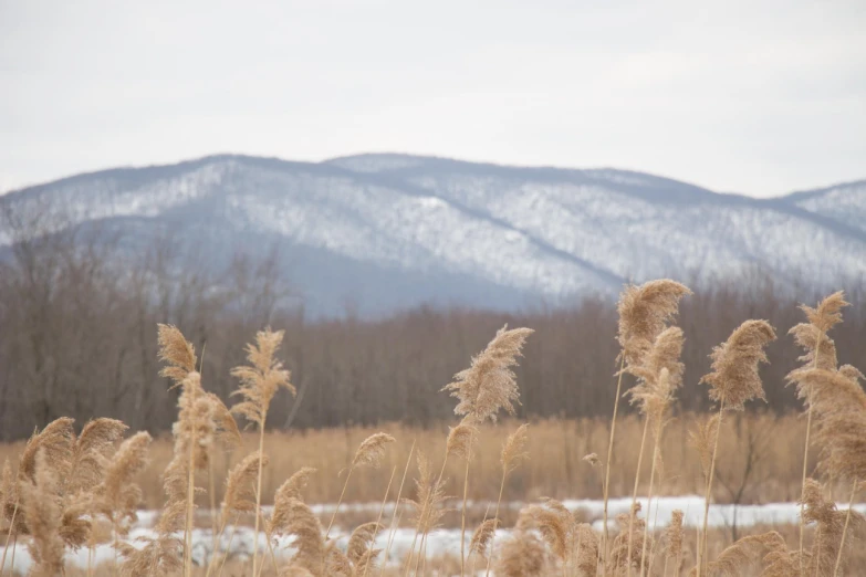 a field that has some brown grass in it