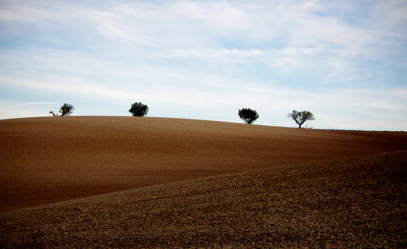 three trees standing in the middle of a field