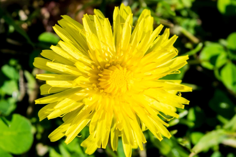 yellow flower with green leaves around it