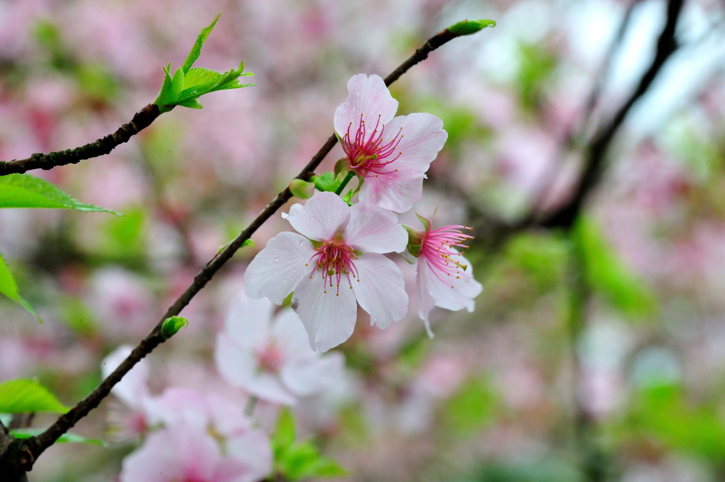 blossoming nches and flowers in the forest