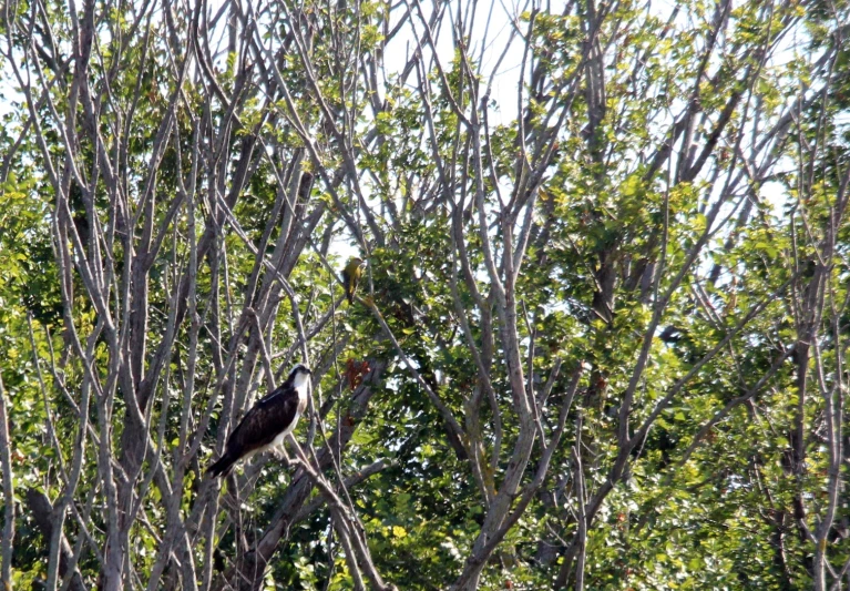 the large bird is perched in the tree by itself