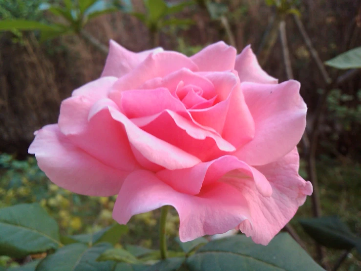 a pink rose in the middle of its blooming petals