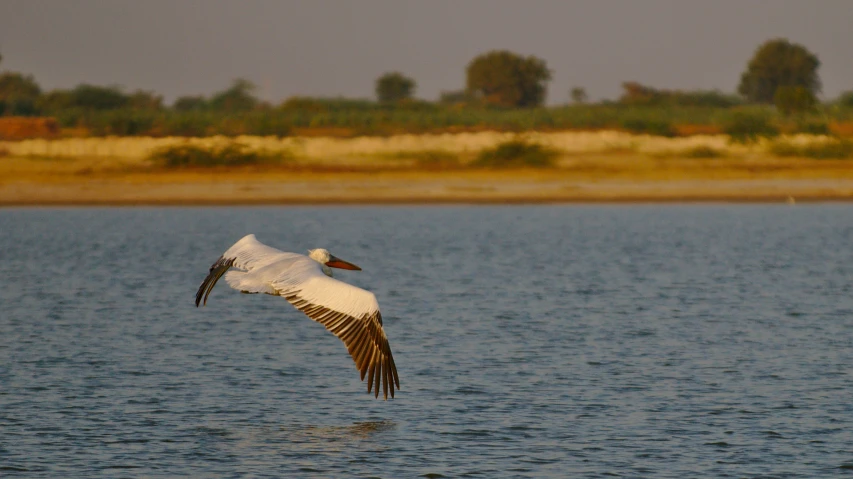 a bird that is flying in the air