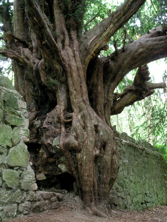 a tree in the middle of some ruins