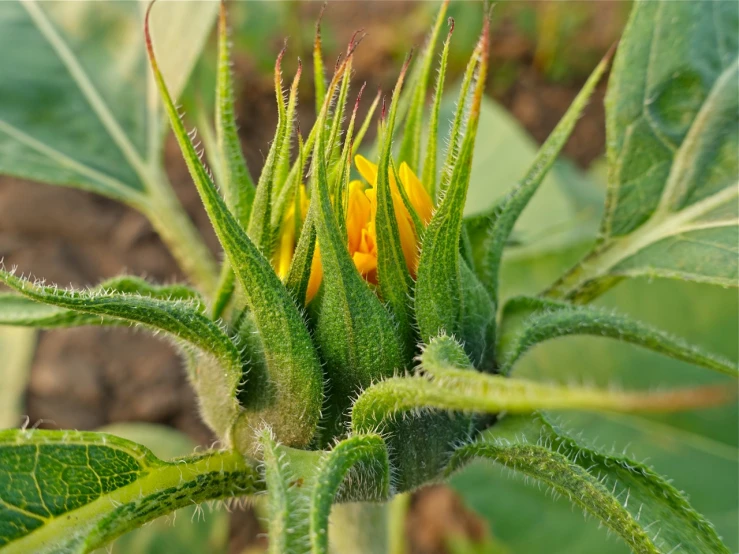 a green flower growing in a field