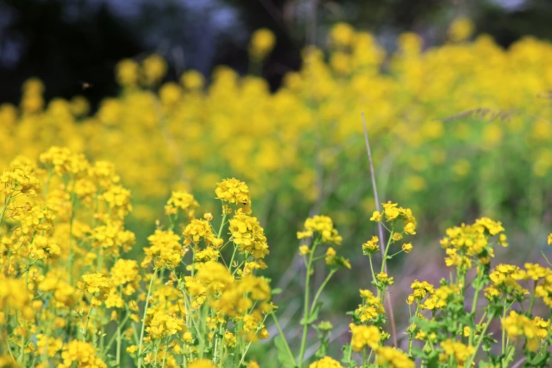 a field with yellow flowers near many trees