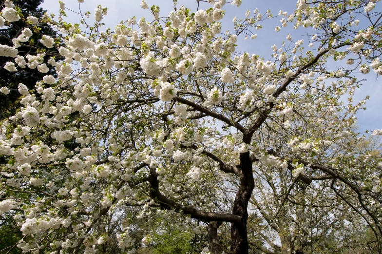 a park with trees full of white flowers and a bench