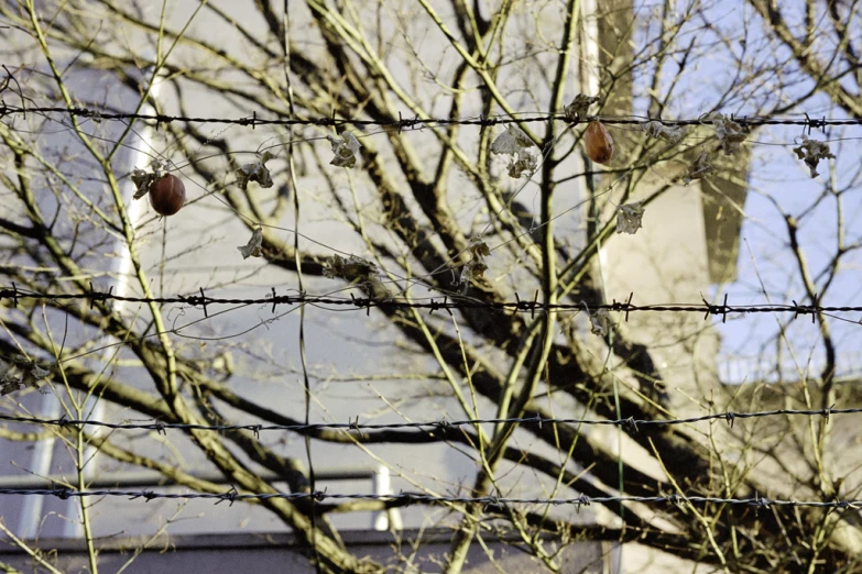 a po looking up at the side of a building behind a barbed wire fence