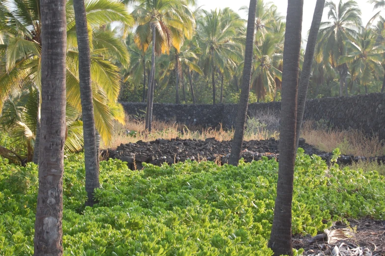 a lush green jungle with lots of palm trees