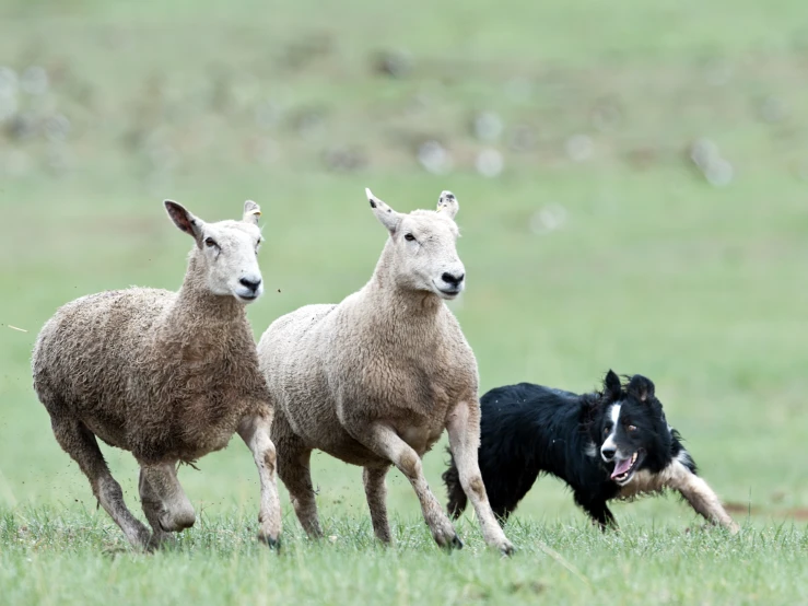 a dog running between two sheep on a grassy field