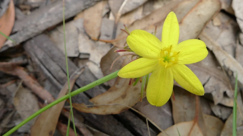 a yellow flower with lots of leaves and grass