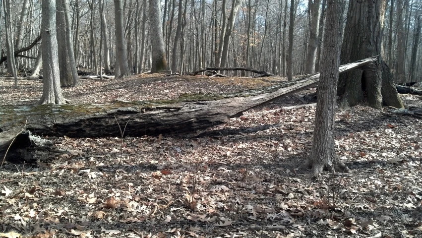 a large fallen tree lying on the ground in a forest