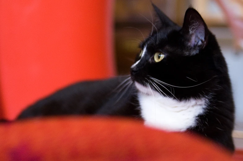 the black and white cat has very long whiskers on its nose