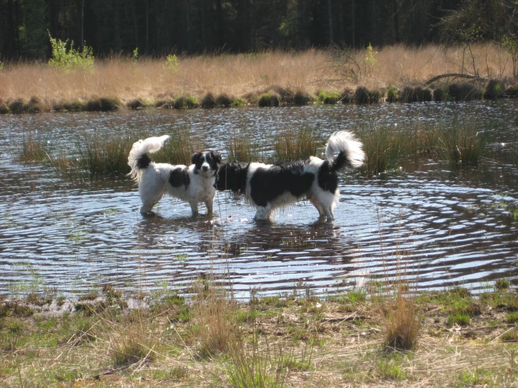 two dogs standing in shallow water looking out on the grass