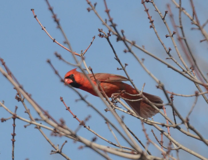 a red bird sitting in a tree with some thin nches