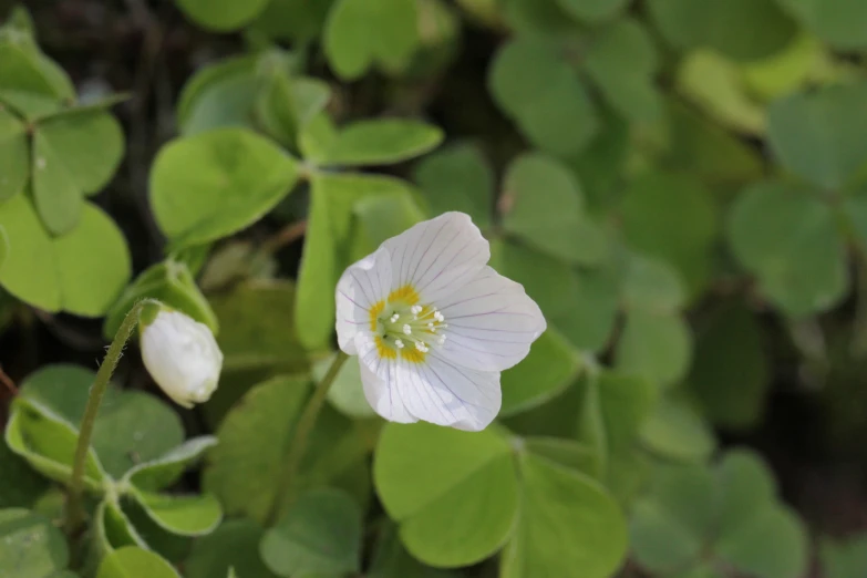 this is a picture of a flower that appears to be close up