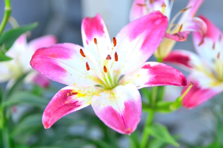 a bunch of pink and white flowers are blooming