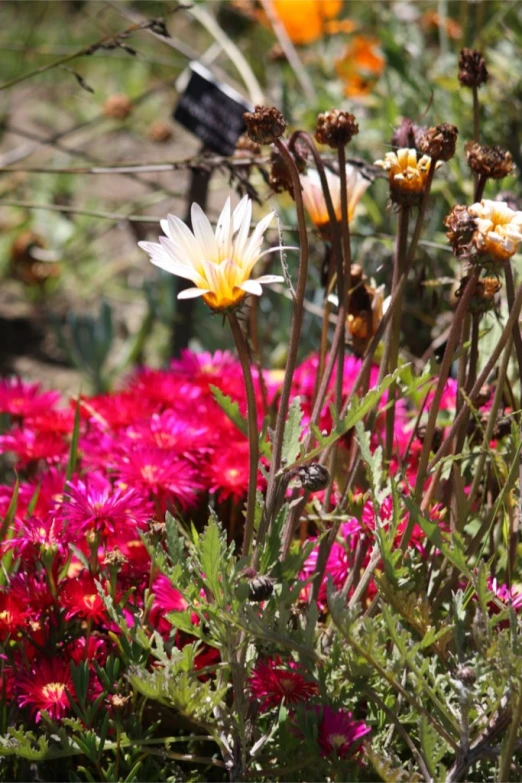 colorful wildflowers grow in the garden, in bright colors