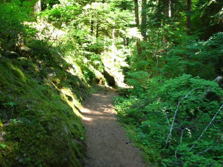 the sun shining on the trail through a dense forest
