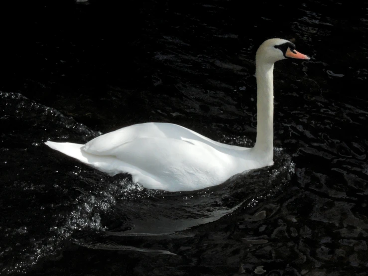 a swan with its beak still attached swimming in water