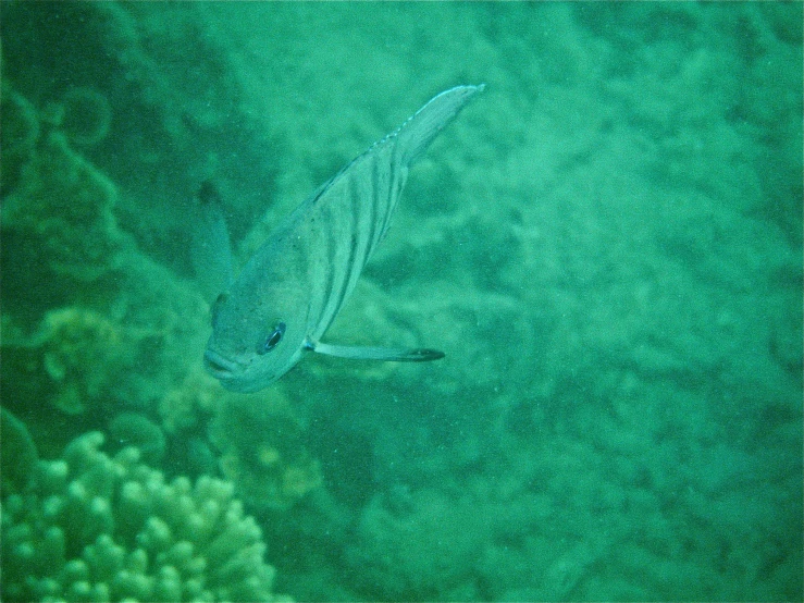 a fish swimming across a lake surrounded by water lilies