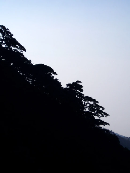 a picture of a silhouette of the top of some trees