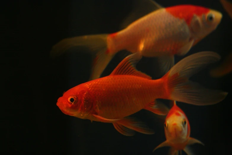 three different colored fish in a large tank