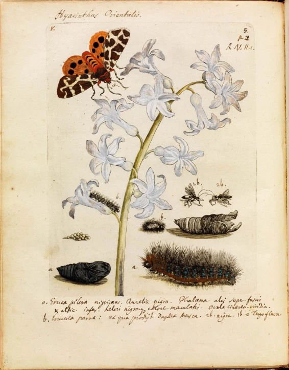 a drawing of a flower with some erflies on top