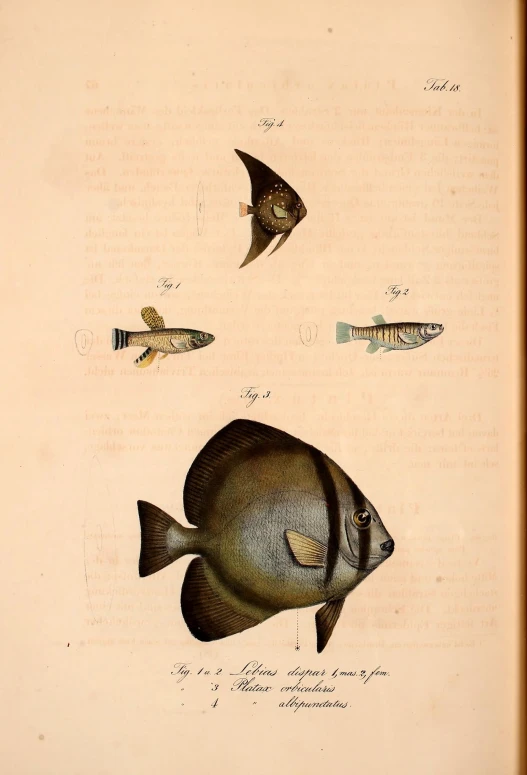 an illustration of fishes that have been colored