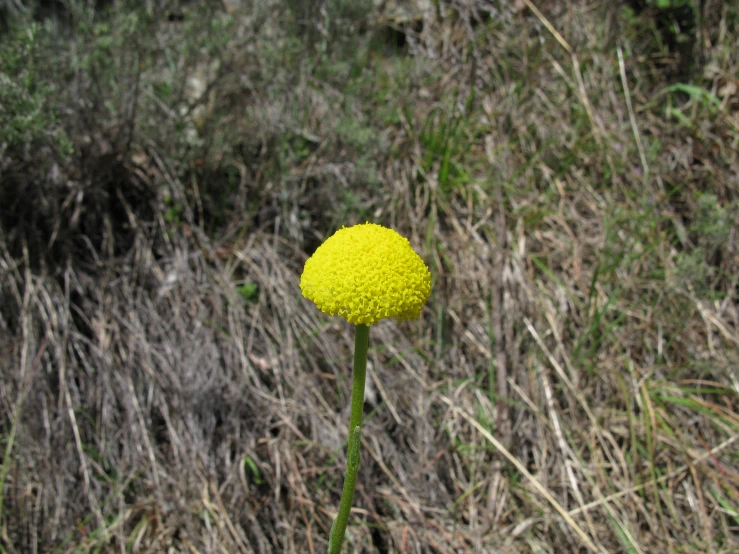 a yellow flower is on the stem outside