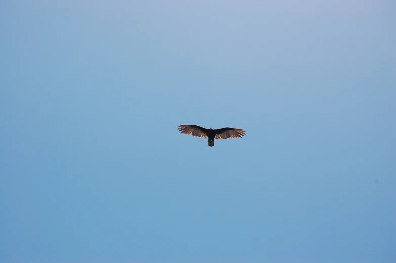 a black and white bird flying against a blue sky