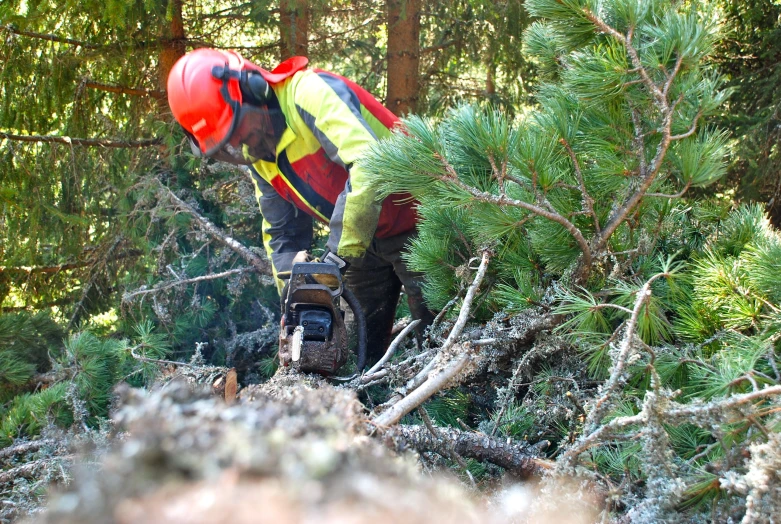 a man wearing a red safety jacket and orange helmet is using a stump to cut through a pine tree