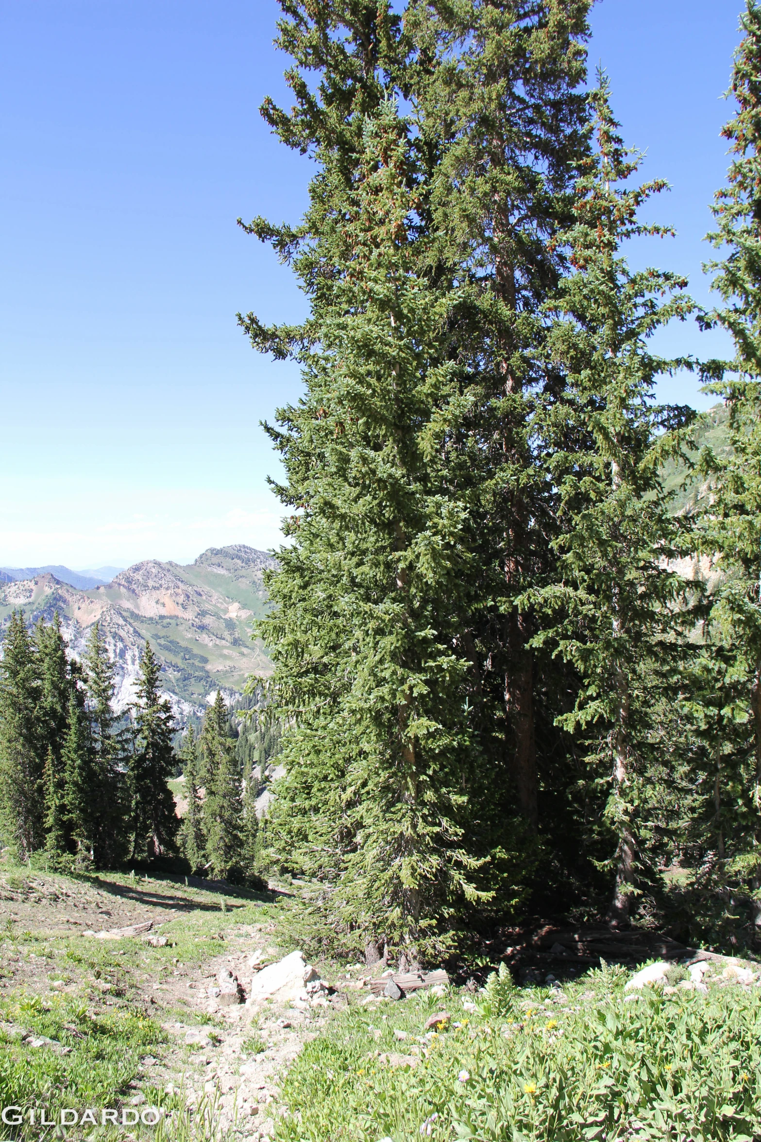 trees on the side of a cliff on a sunny day