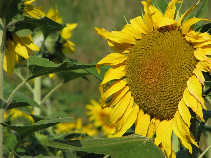 there is a big sunflower standing alone