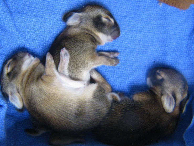 two baby rabbits sitting on top of each other