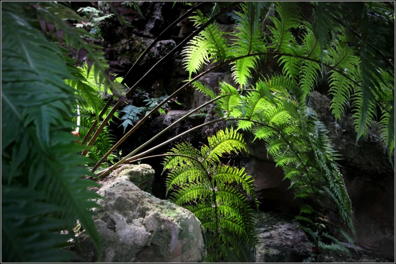 a very big beautiful green plant by some rocks