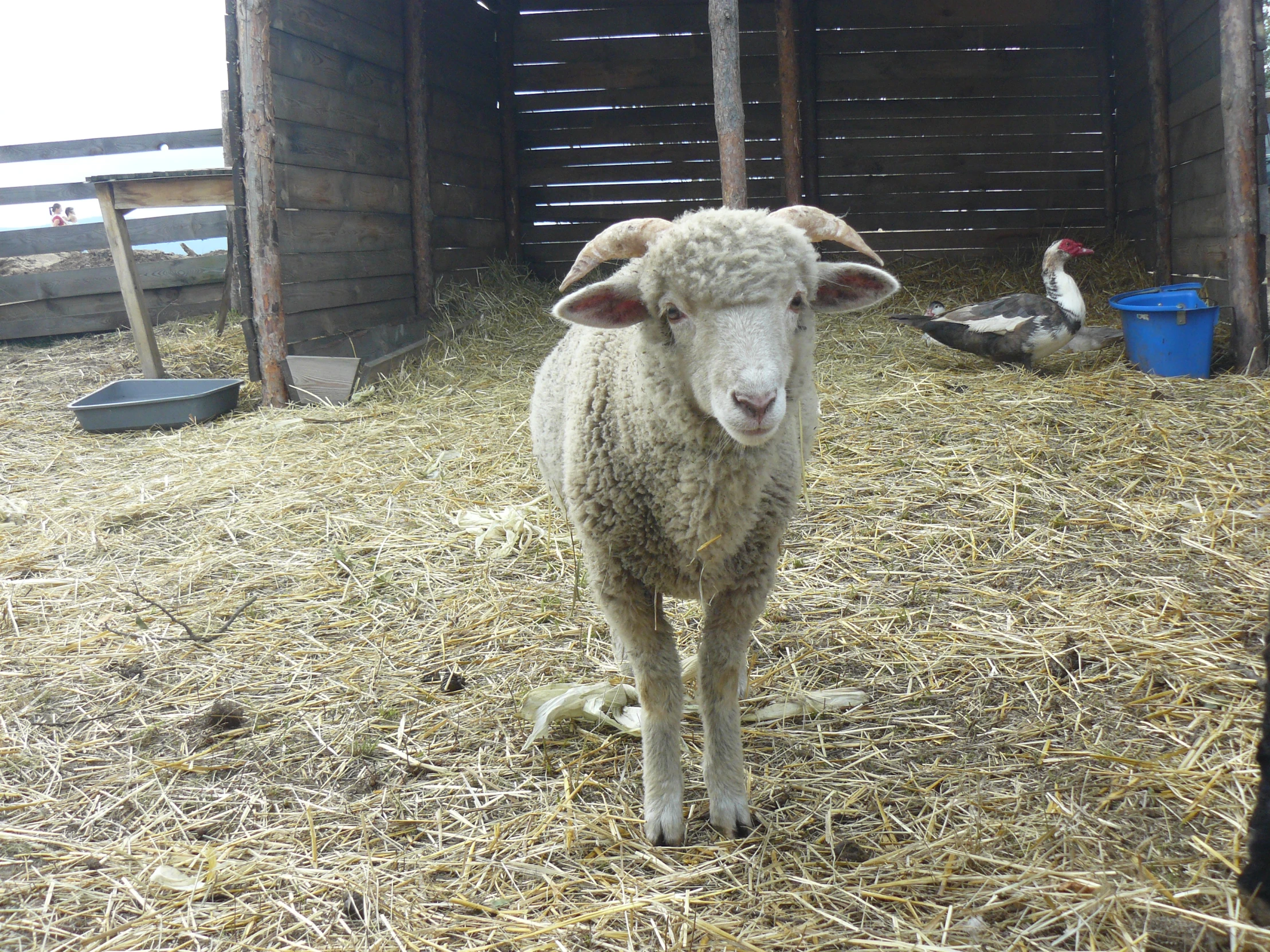 a sheep is standing in a wooden stable