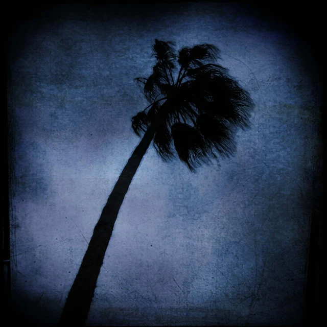 a tall palm tree casts a shadow in the sky