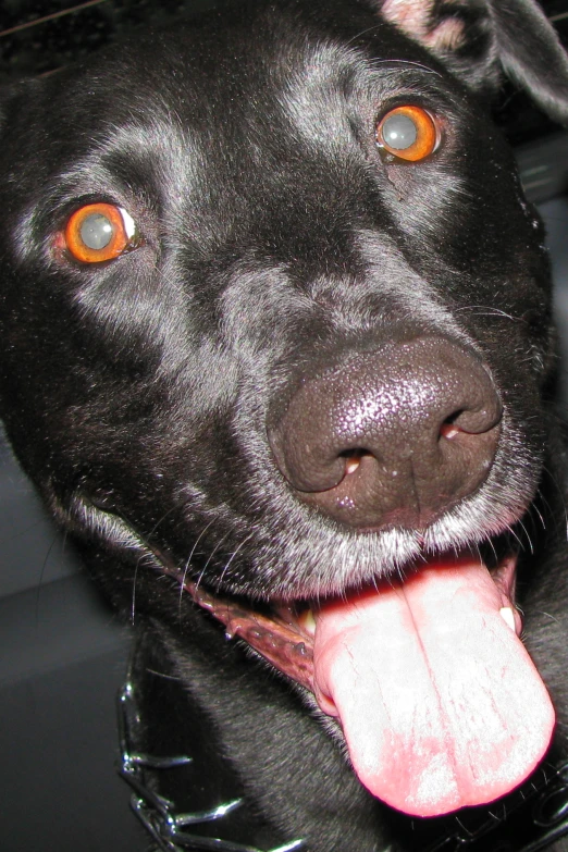 black dog with orange eyes with tongue sticking out