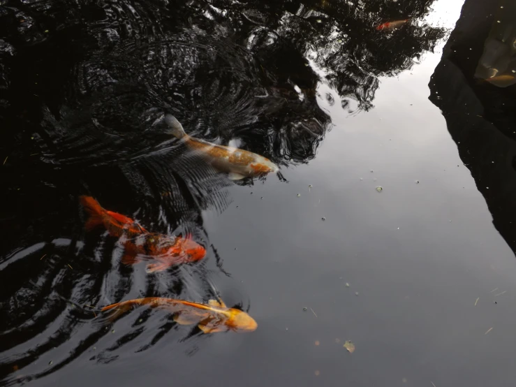 several fish in a pond with the sky reflected on it