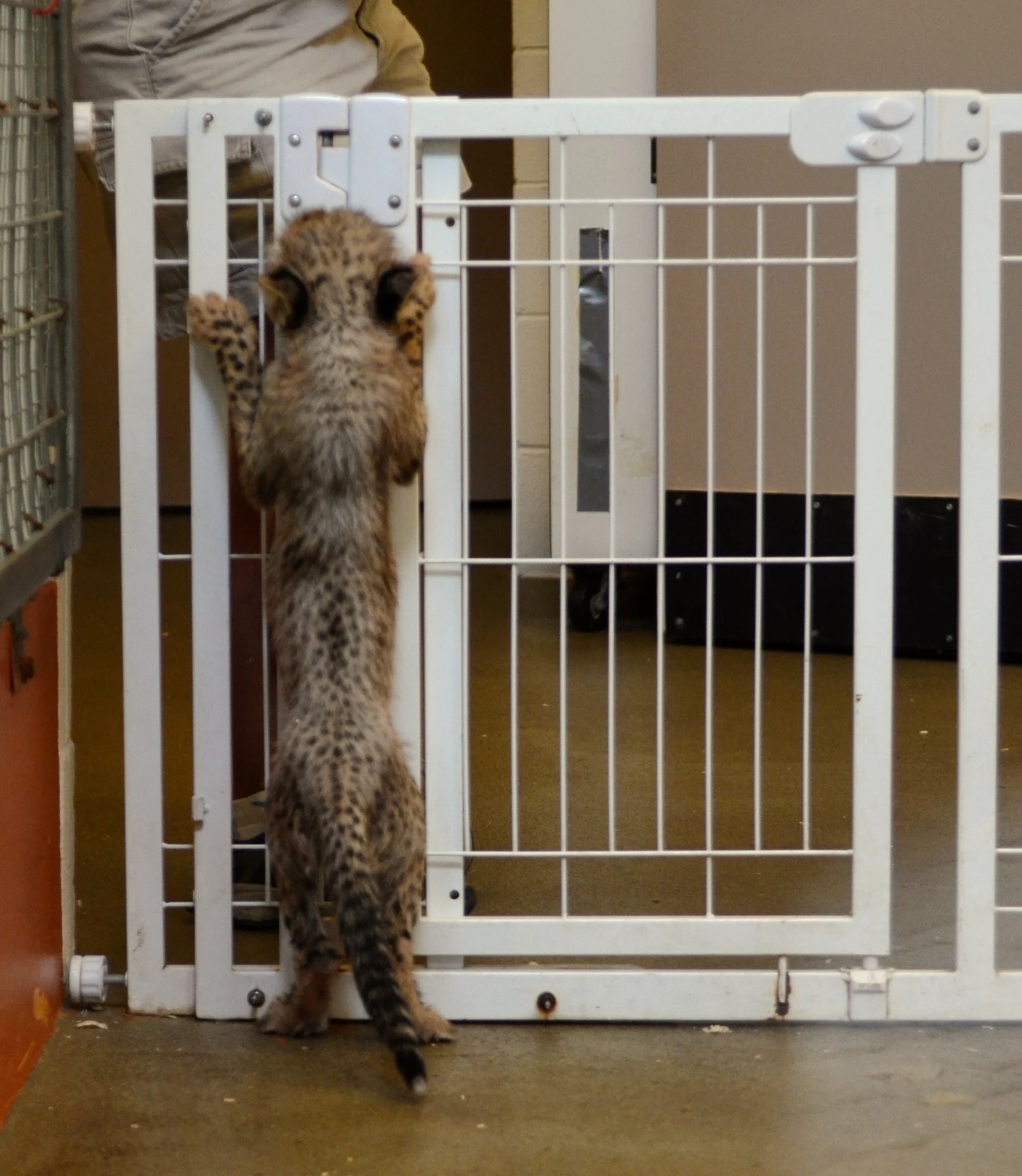 a cat climbing out of a gate into the yard