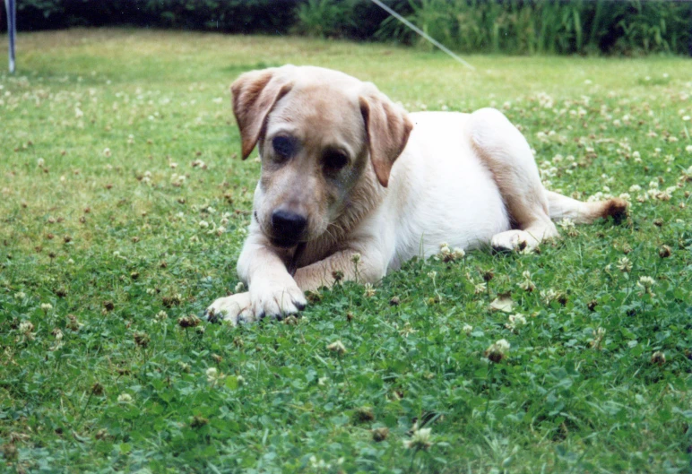 a large brown dog is laying in the grass