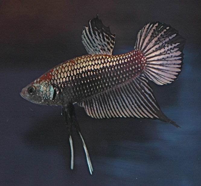 a fish with chrome fins in the water