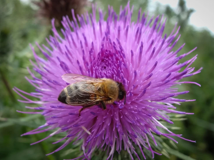 a bee is standing on a purple flower