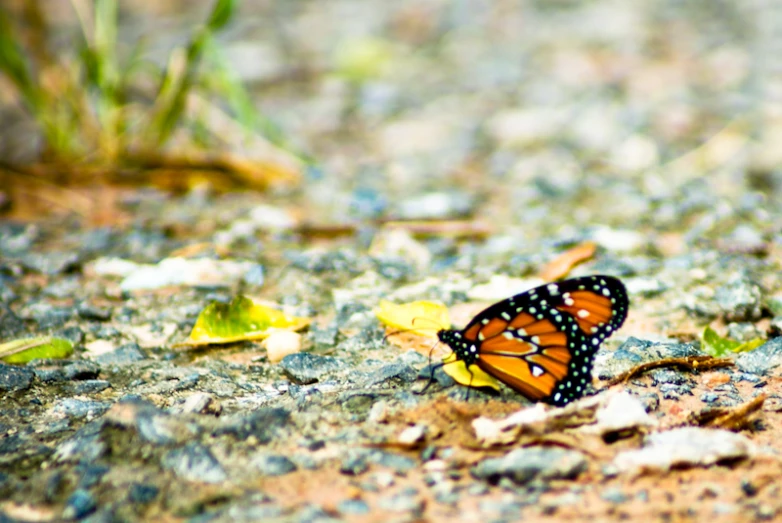an orange and black erfly on a brown dirt road