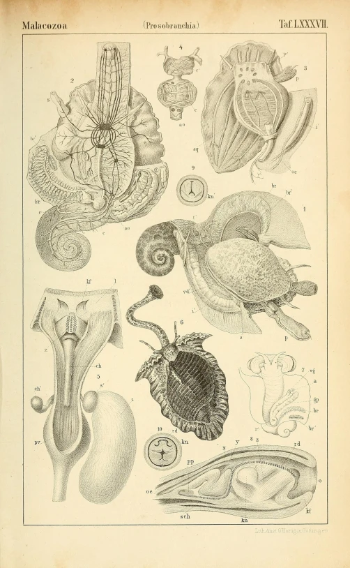 a black and white drawing of different plants