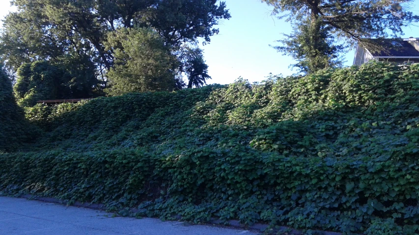 a hedge in the foreground by a stop sign