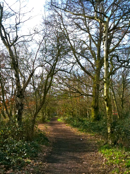 a trail through the woods surrounded by trees